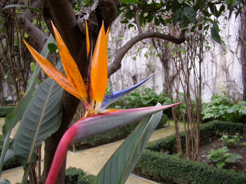 Séville : Jardins de la Casa Pilatos