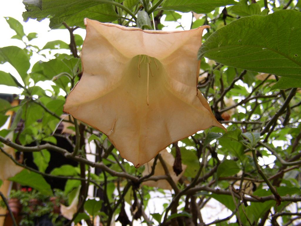 Séville : Jardins de la Casa Pilatos