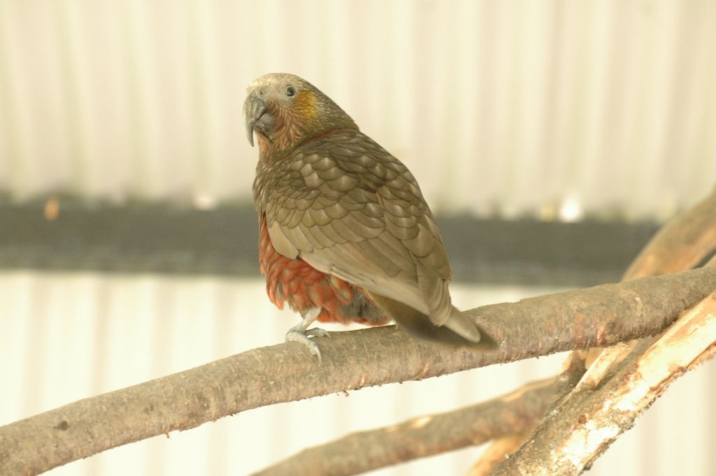 Kea (sorte de perroquet)
