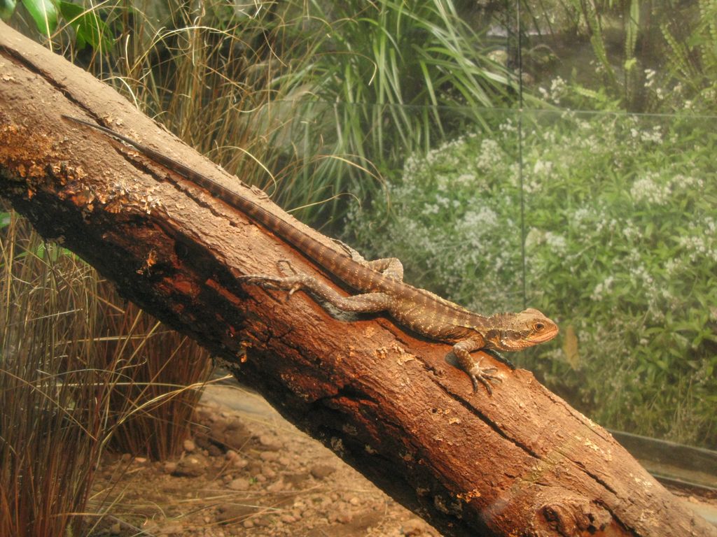 Gecko