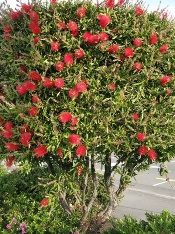 Un Pohutukawa, l'arbre fétiche de Nouvelle-Zéande