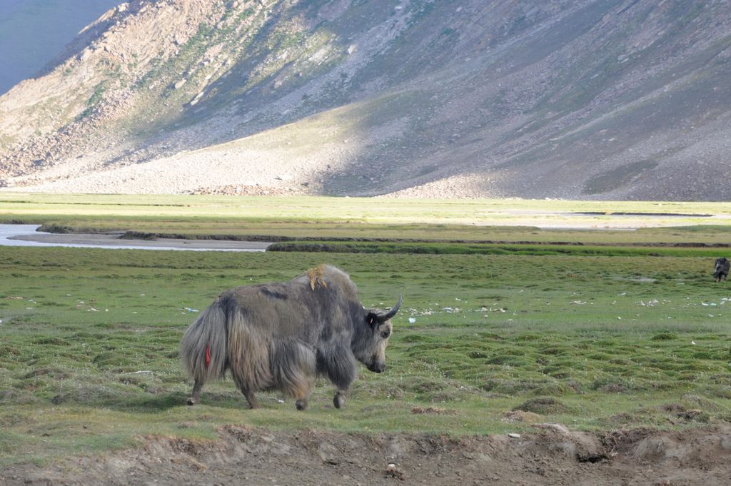 Un yak
