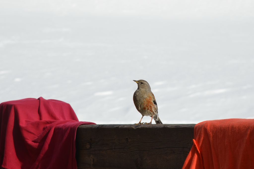 Sur la terrasse, avec l'agréable compagnie d'un bruant