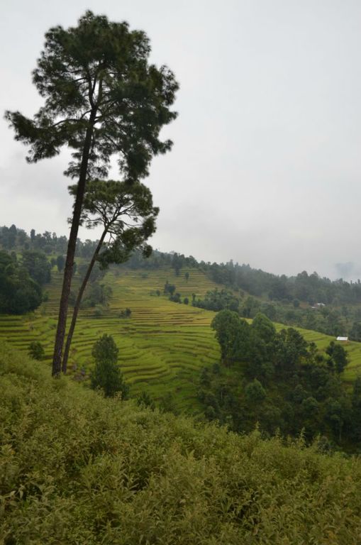 Paysage de rizières