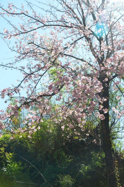 C'est le printemps ?