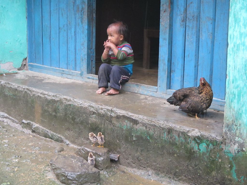 Petit enfant et poussins