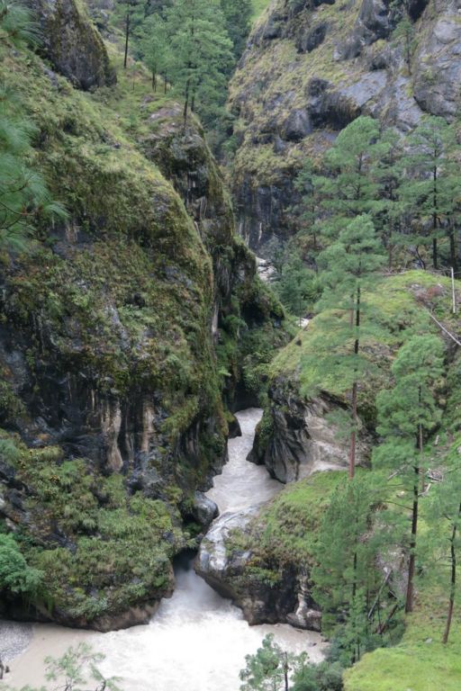 Début de la végétation alpine et des pins de l'Himalaya