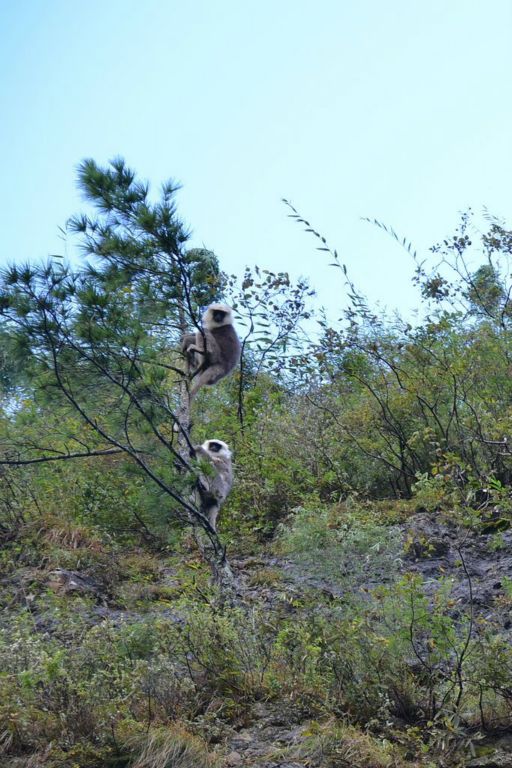 Une colonie de singes dans leur milieu naturel