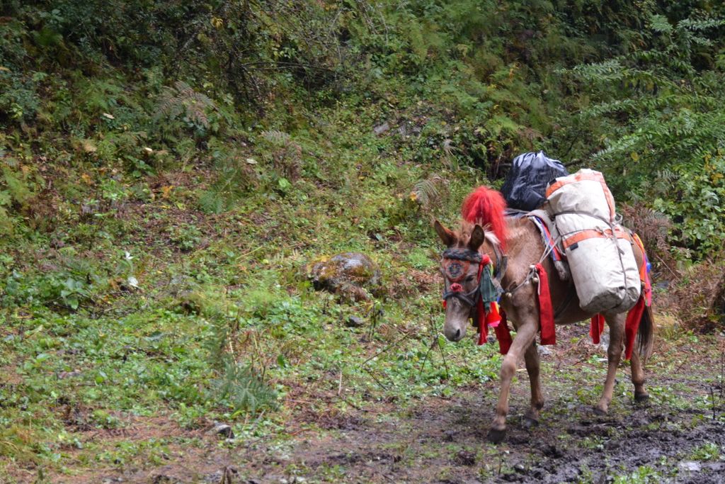 On continue à croiser des mules chargées