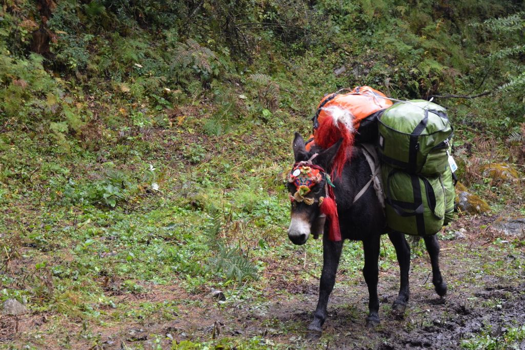Ce sont les mules de groupes qui renoncent au passage du col...