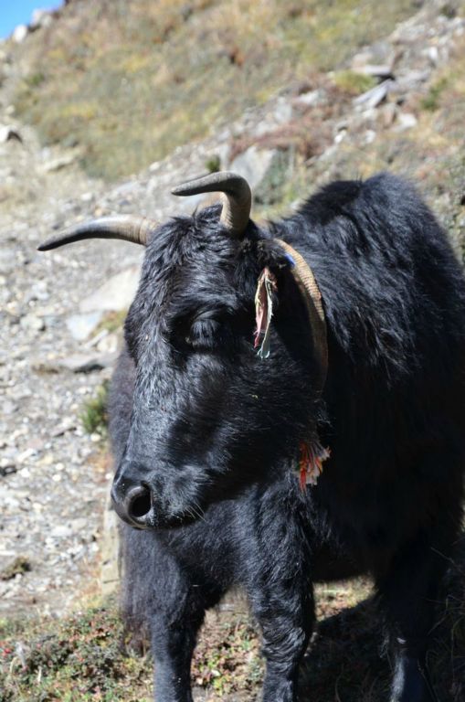 Buffle ?