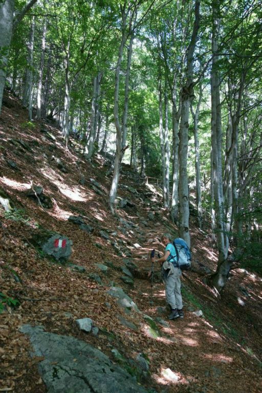 Montée sous l'ombrage des arbres
