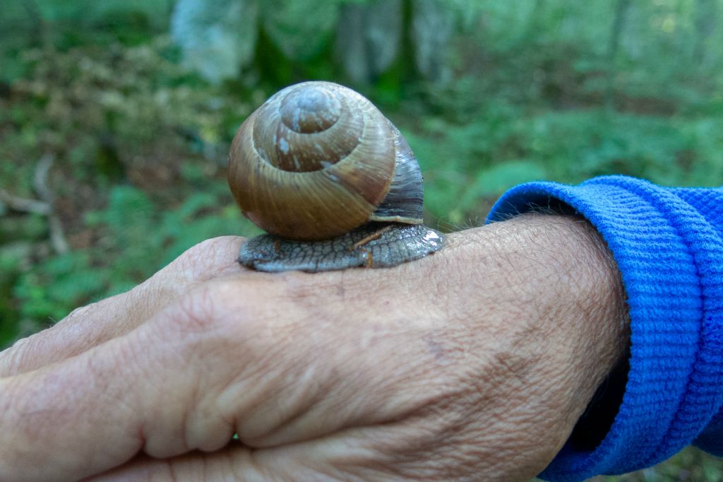 Les escargots monténégrins sont costauds !
