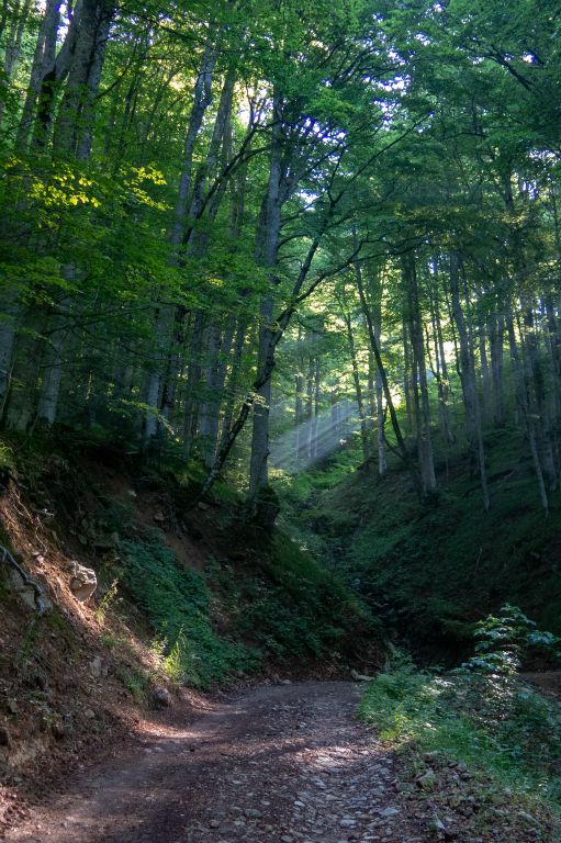 Agréable d'être dans une grande forêt primaire quand il fait très chaud.